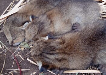 उमरी शिवारात आढळली ती तीन पिल्ले बिबटची नाहीच