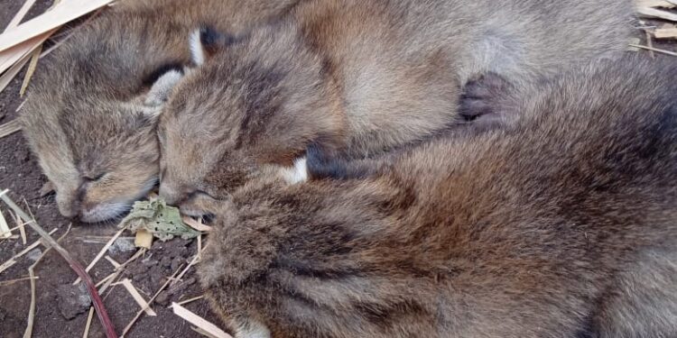 उमरी शिवारात आढळली ती तीन पिल्ले बिबटची नाहीच