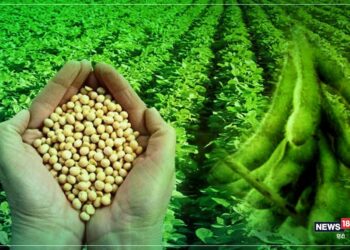 सोयाबीन पेरणीबाबत शेतकऱ्यांना आवाहन