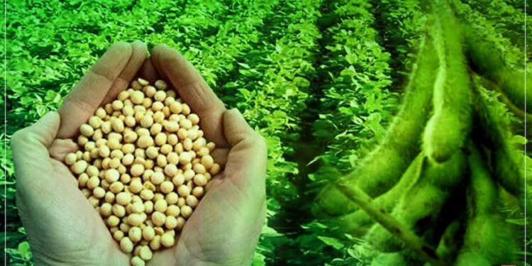 सोयाबीन पेरणीबाबत शेतकऱ्यांना आवाहन