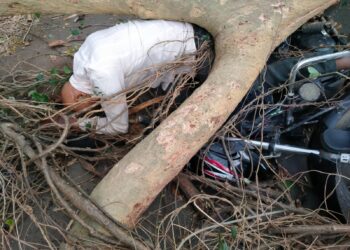 वृक्ष उन्मळून पडले मोटरसाकलस्वारावर ,जखमीला केले रुग्णालयात दाखल