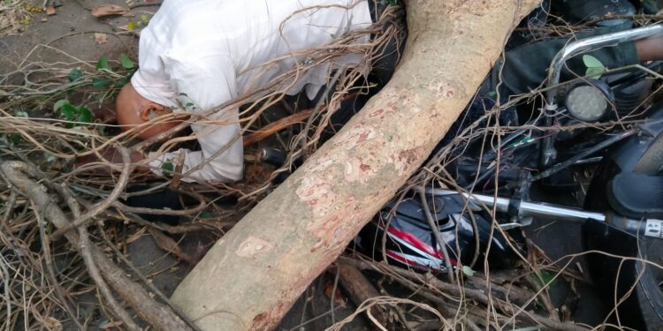 वृक्ष उन्मळून पडले मोटरसाकलस्वारावर ,जखमीला केले रुग्णालयात दाखल