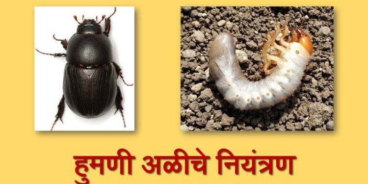 हुमणी अळीचा प्रादूर्भाव नियंत्रणात ठेवण्यासाठी शेतकऱ्यांना आवाहन