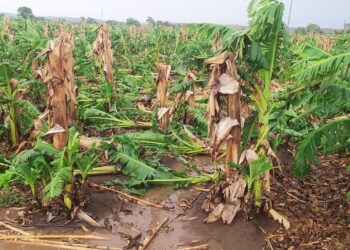 नंदूरबार तालुक्यात वादळी वाऱ्यामूळे सहा एकर केळी बागेचे नुकसान, घराची पत्रे ही उडाली