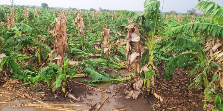 नंदूरबार तालुक्यात वादळी वाऱ्यामूळे सहा एकर केळी बागेचे नुकसान, घराची पत्रे ही उडाली