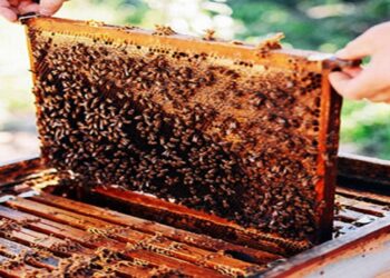 मध केंद्र योजनेसाठी अर्ज सादर करण्याचे आवाहन