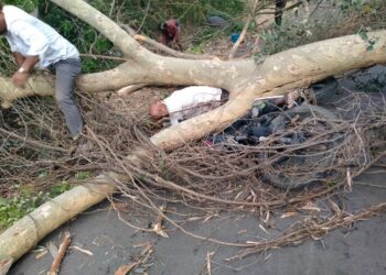 अंगावर झाड पडल्याने एकाचा उपचारादरम्यान मृत्यू