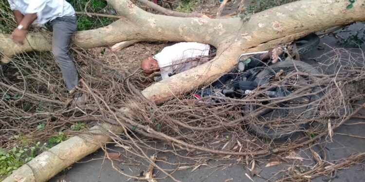अंगावर झाड पडल्याने एकाचा उपचारादरम्यान मृत्यू