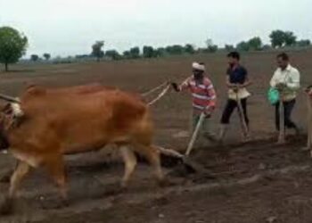 जिल्ह्यात दोन दिवसात ४७ मिमी पावसाची नोंद, पुढील आठवड्यात पावसाची शक्यता कमी, शेतकऱ्यांनी ७५ ते १०० मिमी पाऊस झाल्यानंतर पेरणी करावी : कृषि विज्ञान केंद्र