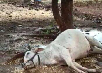 पेरणीच्या तोंडावर वीज पडल्याने बैलाचा मृत्यू