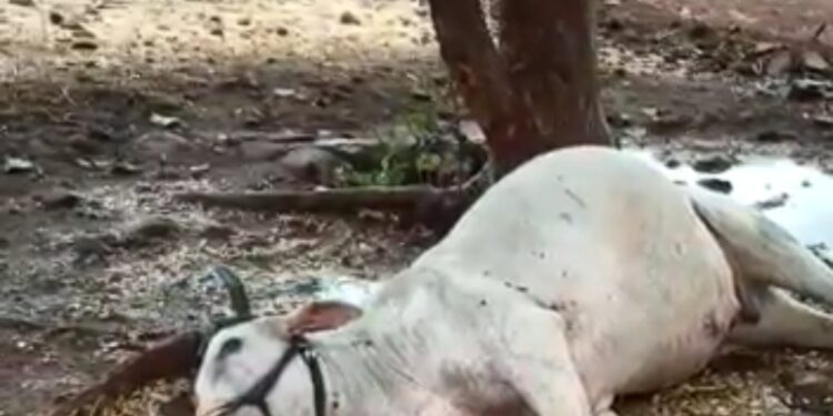 पेरणीच्या तोंडावर वीज पडल्याने बैलाचा मृत्यू