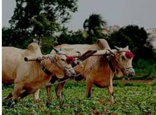 जिल्ह्यात 25 जून पासून कृषि संजीवनी मोहीमेचे आयोजन