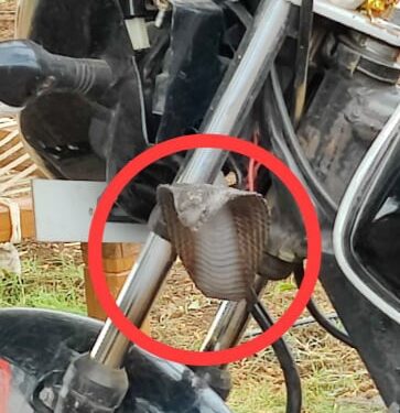 अरे बापरे : शेतकरी बांधवांच्या सावधानतेने अनर्थ टळला