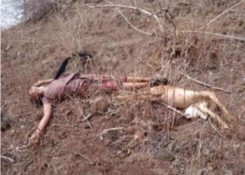 तुटलेल्या इलेक्ट्रीक तारचा शॉक लागून बकऱ्या चारण्यासाठी गेलेल्या युवतीचा मृत्यू