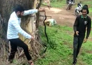 रजाळे येथे गुरांच्या गोठ्यात आढळला पाच फुटी कोब्रा