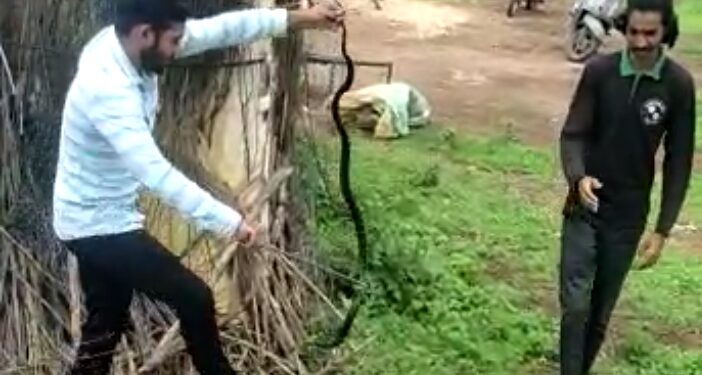 रजाळे येथे गुरांच्या गोठ्यात आढळला पाच फुटी कोब्रा