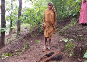 साकलीउमर येथे  अतिसार झाल्याने शेळ्यांचा मृत्यू, पशुसेवा वेळेत मिळाली नसल्याचा आरोप