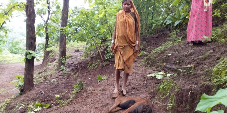 साकलीउमर येथे अतिसार झाल्याने शेळ्यांचा मृत्यू, पशुसेवा वेळेत मिळाली नसल्याचा आरोप