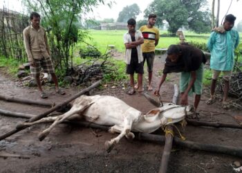 मोगरासह परिसरात साथीच्या आजाराने उपचार अभावी पशू दगावले, पशुसंवर्धन विभागाचे दुर्लक्ष