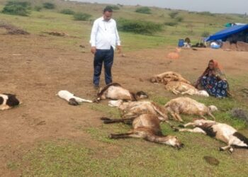 रजाळ्यात मेंढ्यांच्या कळपावर लांडग्यांचा हल्ला ; ११ मेंढ्या ठार