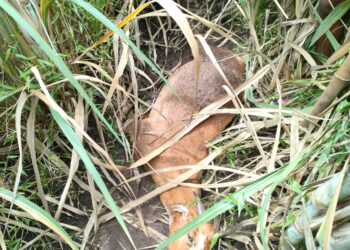 बिबट्याने शेळी केली फस्त, मुक्त वावरामुळे भितीचे वातावरण