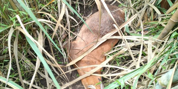 बिबट्याने शेळी केली फस्त, मुक्त वावरामुळे भितीचे वातावरण