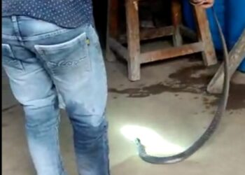 बोरद येथे एका सापाने केले तेली कुटुंबाला हैराण