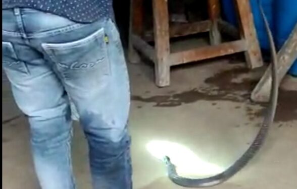 बोरद येथे एका सापाने केले तेली कुटुंबाला हैराण