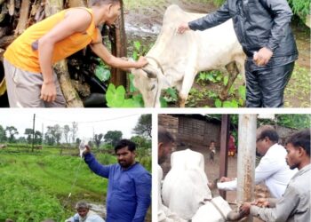 साकलीउमर व मोगरा परिसरात जि. प. पशुसंवर्धन व कृषी सभापती गणेश पराडके यांच्या आदेशान्वये पशुसंवर्धन विभागातर्फे जनावरांचे लसीकरण