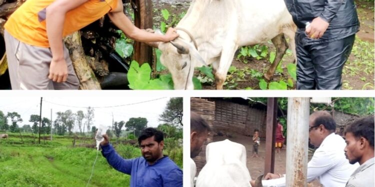 साकलीउमर व मोगरा परिसरात जि. प. पशुसंवर्धन व कृषी सभापती गणेश पराडके यांच्या आदेशान्वये पशुसंवर्धन विभागातर्फे जनावरांचे लसीकरण