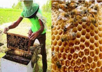 मध केंद्र योजनेसाठी अर्ज सादर करावे