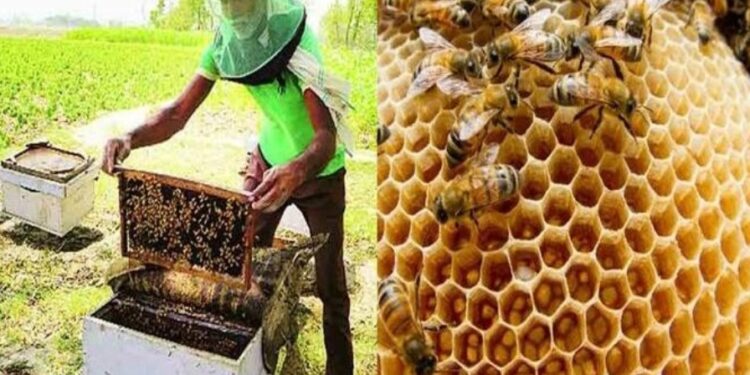 मध केंद्र योजनेसाठी अर्ज सादर करावे