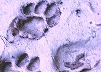 गोपाळपूर शिवारात बिबट्यासह दोन बछडयांचा मुक्तसंचार