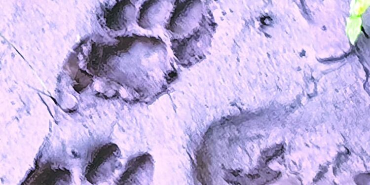 गोपाळपूर शिवारात बिबट्यासह दोन बछडयांचा मुक्तसंचार