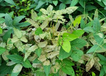 सततच्या पावसामुळे ३३ टक्क्यांपेक्षा जास्त नुकसान झाल्यास मिळणार भरपाई, किडीमुळे होणाऱ्या नुकसानीसाठी देखील होणार मदत