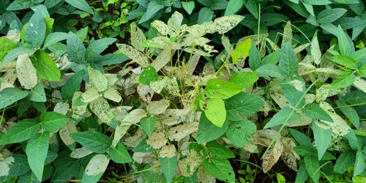 सततच्या पावसामुळे ३३ टक्क्यांपेक्षा जास्त नुकसान झाल्यास मिळणार भरपाई, किडीमुळे होणाऱ्या नुकसानीसाठी देखील होणार मदत