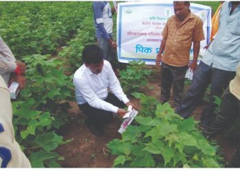 नंदूरबार जिल्ह्यात होतोय गुलाबी बोंडअळी नियंत्रणाचा नाविन्यपूर्ण प्रयोग