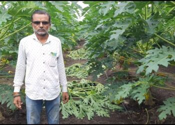 बोरद येथे अज्ञाताकडून पपईच्या वृक्षांची नासधुस