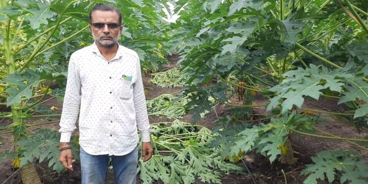 बोरद येथे अज्ञाताकडून पपईच्या वृक्षांची नासधुस