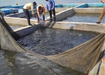 मत्स्यव्यवसायाशी निगडीत कामगारांनी ई-श्रम पोर्टलवर नोंदणी करावी