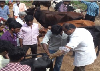 स्वातंत्र्याच्या अमृत महोत्सवानिमित्त जिल्ह्यात 75 पशुवैद्यकीय शिबिरांचे आयोजन