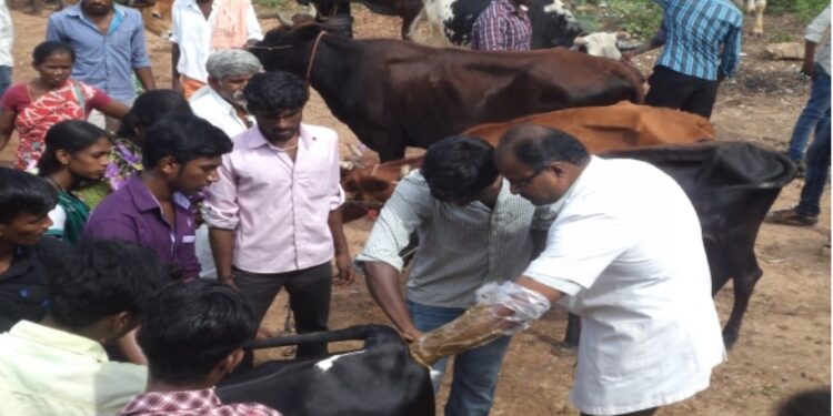 स्वातंत्र्याच्या अमृत महोत्सवानिमित्त जिल्ह्यात 75 पशुवैद्यकीय शिबिरांचे आयोजन