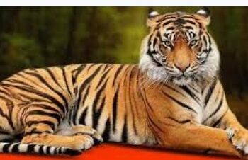 वन्‍यप्राण्‍यांच्‍या हल्‍ल्‍यात मृत पावलेल्‍या व्‍यक्‍तीच्‍या कुटूंबियांना आता मिळणार २० लाख रूपये अर्थसहाय्य, पशुधनाच्या मदतीत वाढ