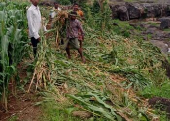 शेतात रानडुकरांनी धुडगूस, पिकांची केले नुकसान