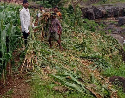 शेतात रानडुकरांनी धुडगूस, पिकांची केले नुकसान