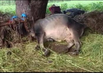 विज पडून बैल ठार, शेतकऱ्याला ही बसला विजेचा धक्का