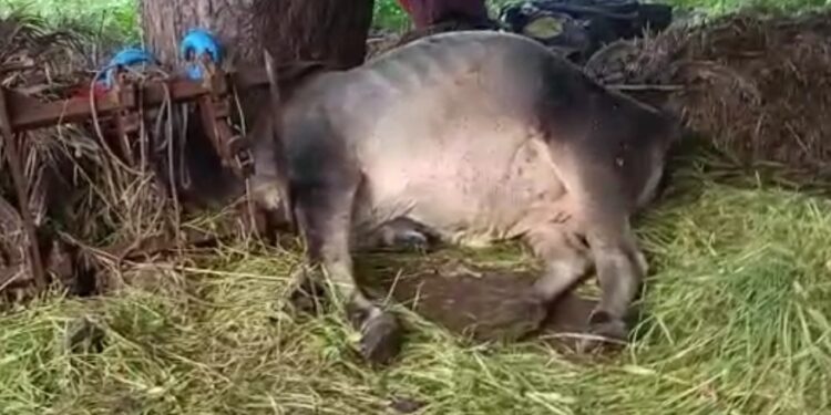 विज पडून बैल ठार, शेतकऱ्याला ही बसला विजेचा धक्का