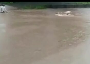 पुराच्या पाण्यात वाहू लागली बैलगाडी, पुढे घडले असे काही