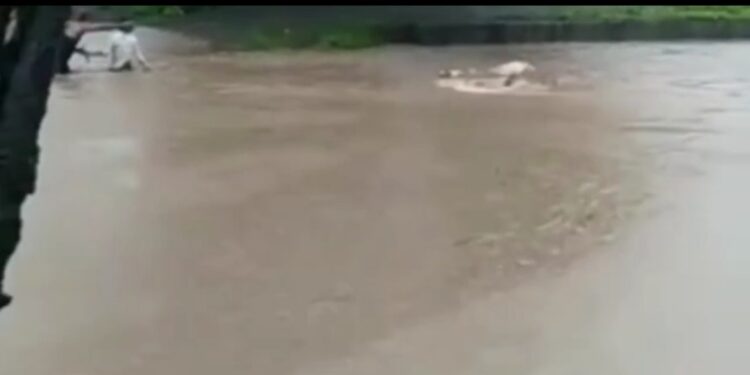 पुराच्या पाण्यात वाहू लागली बैलगाडी, पुढे घडले असे काही