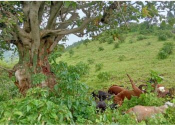 वीज कोसळून १६ बकर्‍या जागीच मृत्यूमुखी, दोघे जण बचावले